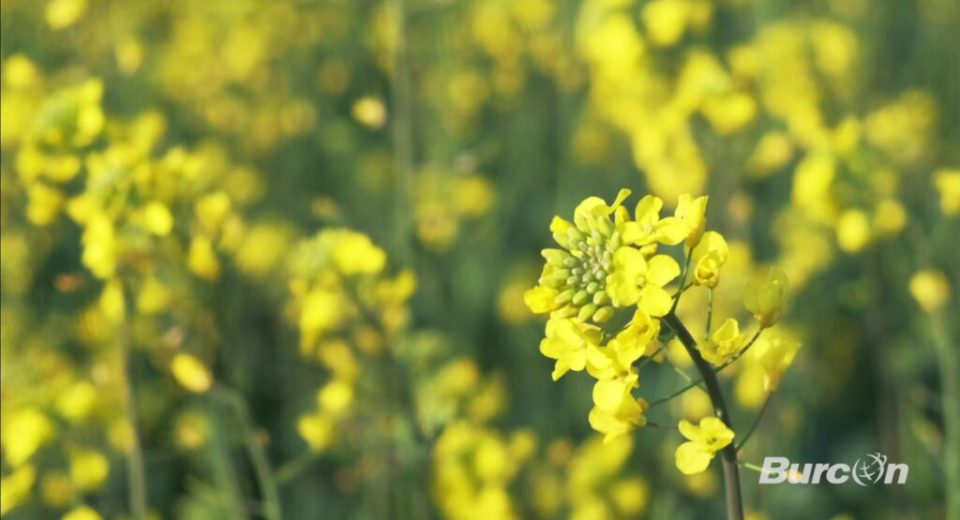 Burcon inicia vendas de proteína de canola de alta pureza