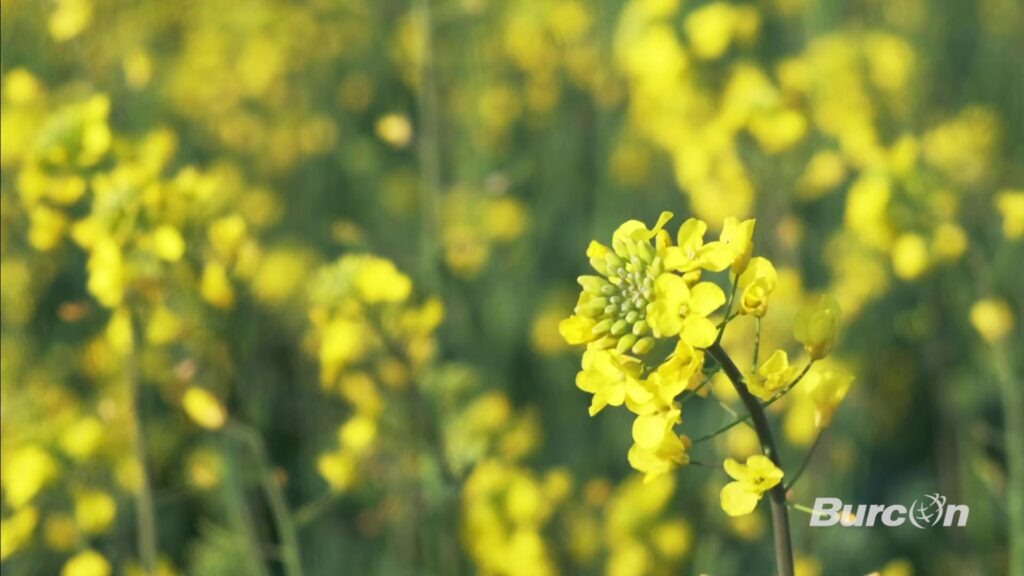 Burcon inicia vendas de proteína de canola de alta pureza