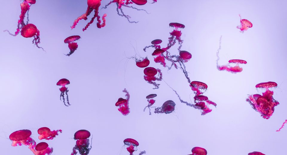 Bacteriófagos ganham espaço como conservantes naturais