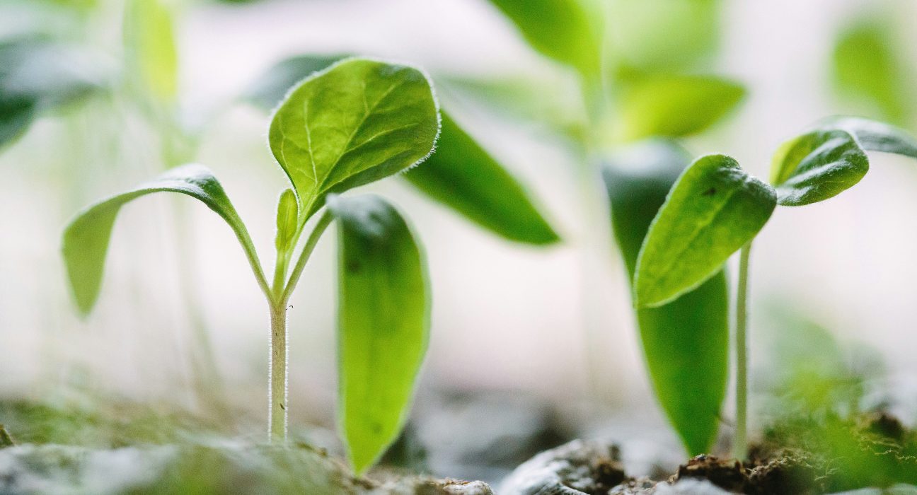 Setor sucroenergético impulsiona alimentos e bebidas