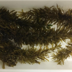 Mercado de suplementos impulsiona expansão da Vitamedic