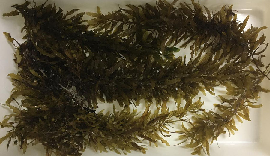Pesquisa amplia uso de algas marinhas como alimento sustentável