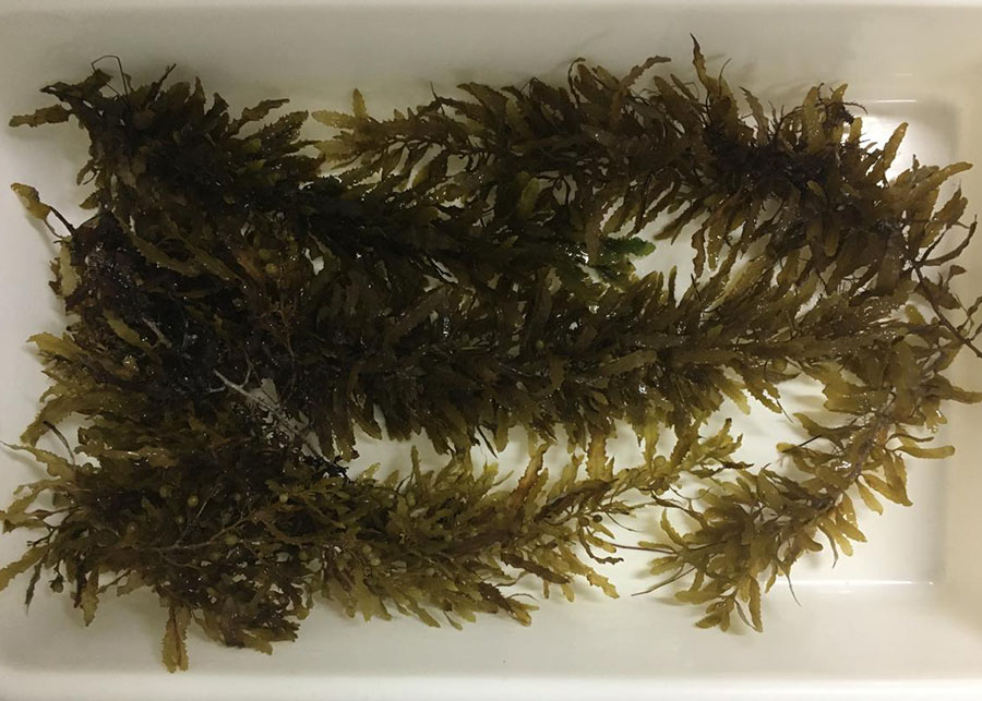 Pesquisa amplia uso de algas marinhas como alimento sustentável