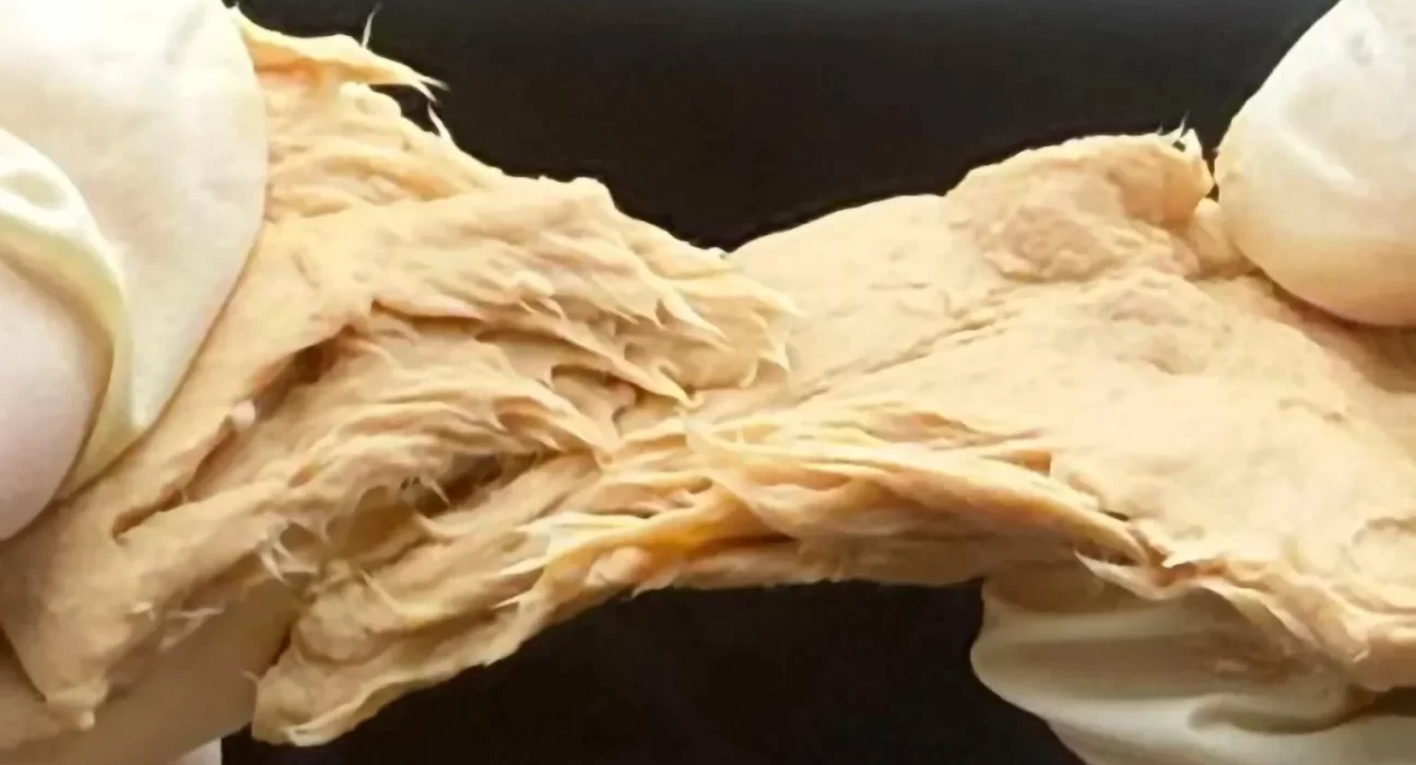 Proteína alternativa avança com fungo modificado por CRISPR