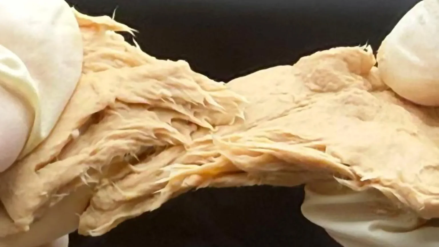 Proteína alternativa avança com fungo modificado por CRISPR