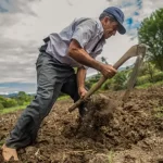 Farinha de castanha-do-brasil tem 60% mais proteína