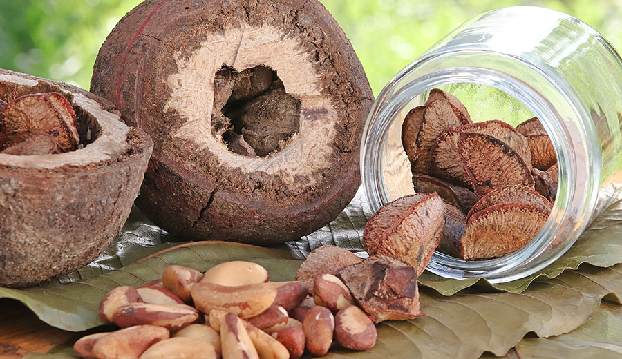 Farinha de castanha-do-brasil tem 60% mais proteína