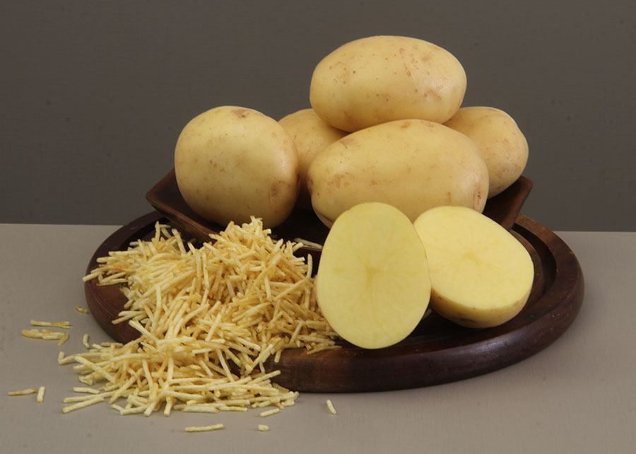 Embrapa lança cultivar de batata para chips e batata-palha