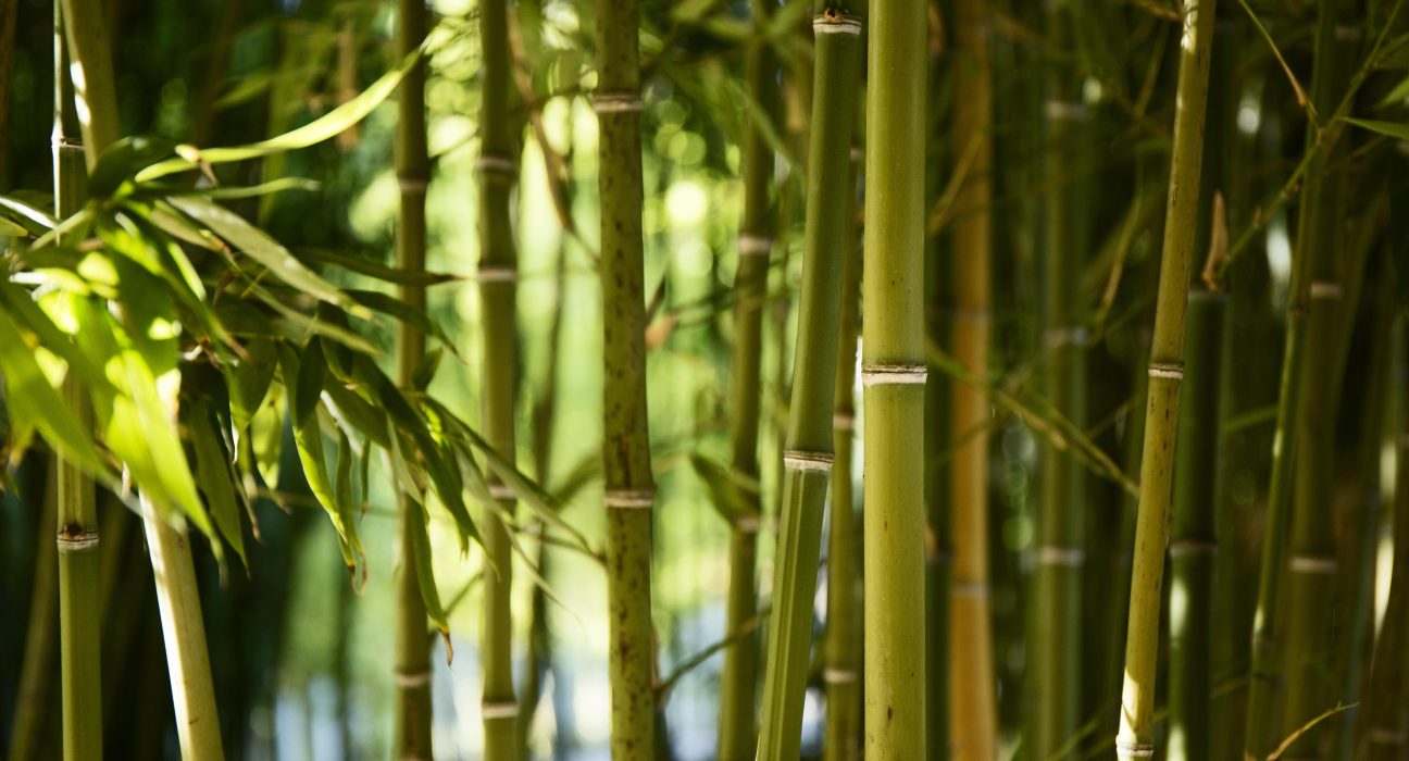 UFSM pesquisa potencial das folhas de bambu na alimentação