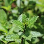 Mercado de bebidas sem álcool deve crescer 10% no Brasil