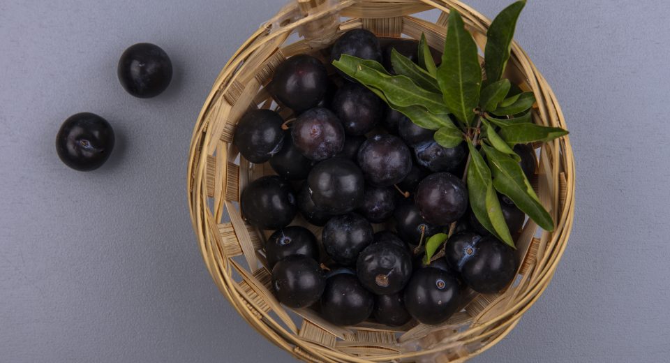 Tecnologia da Unicamp amplia uso de probióticos