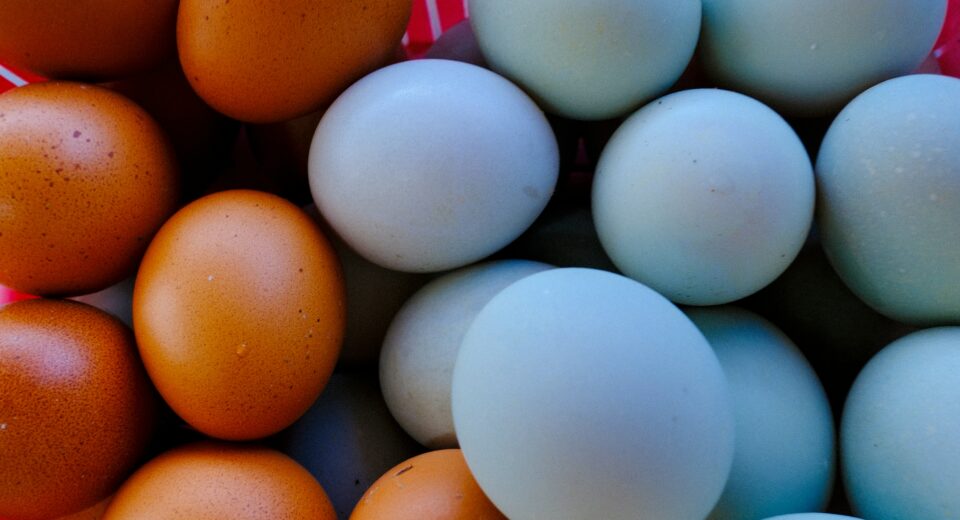 Mercado de ovos ganha força com proteínas premium
